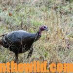 How to Take Early Season Turkeys Day 3: Understand Where Turkeys are in Their Yearly Life Cycle