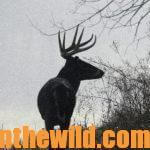 Hunt the Twilight Zone for Big Buck Deer Day 1: Hunt Early and Late for Big Deer