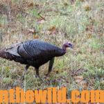 Tools You Need to Take Turkeys Day 4: Dressing Turkey Hunters Properly to Bag More Birds
