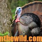 How Alex Rutledge Finds and Takes Turkeys Day 3: How to Hunt Turkeys on the Move