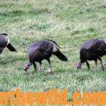 You Don’t Have to Take a Bird for a Memorable Turkey Hunt Day 3: Learn from the Worst Turkey Hunt Ever with Brad Harris