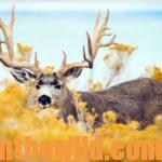 Ryan Solomon Tells All About Hunting Elk, Turkeys and Mule Deer Day 5: Ryan Solomon’s Biggest Mule Deer and Hunting Hybrids