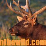 Using Mountain Lion Tactics to Take Elk with Bowhunter Randy Ulmer Day 4: Randy Ulmer Tells How He Hunts 380+ Elk