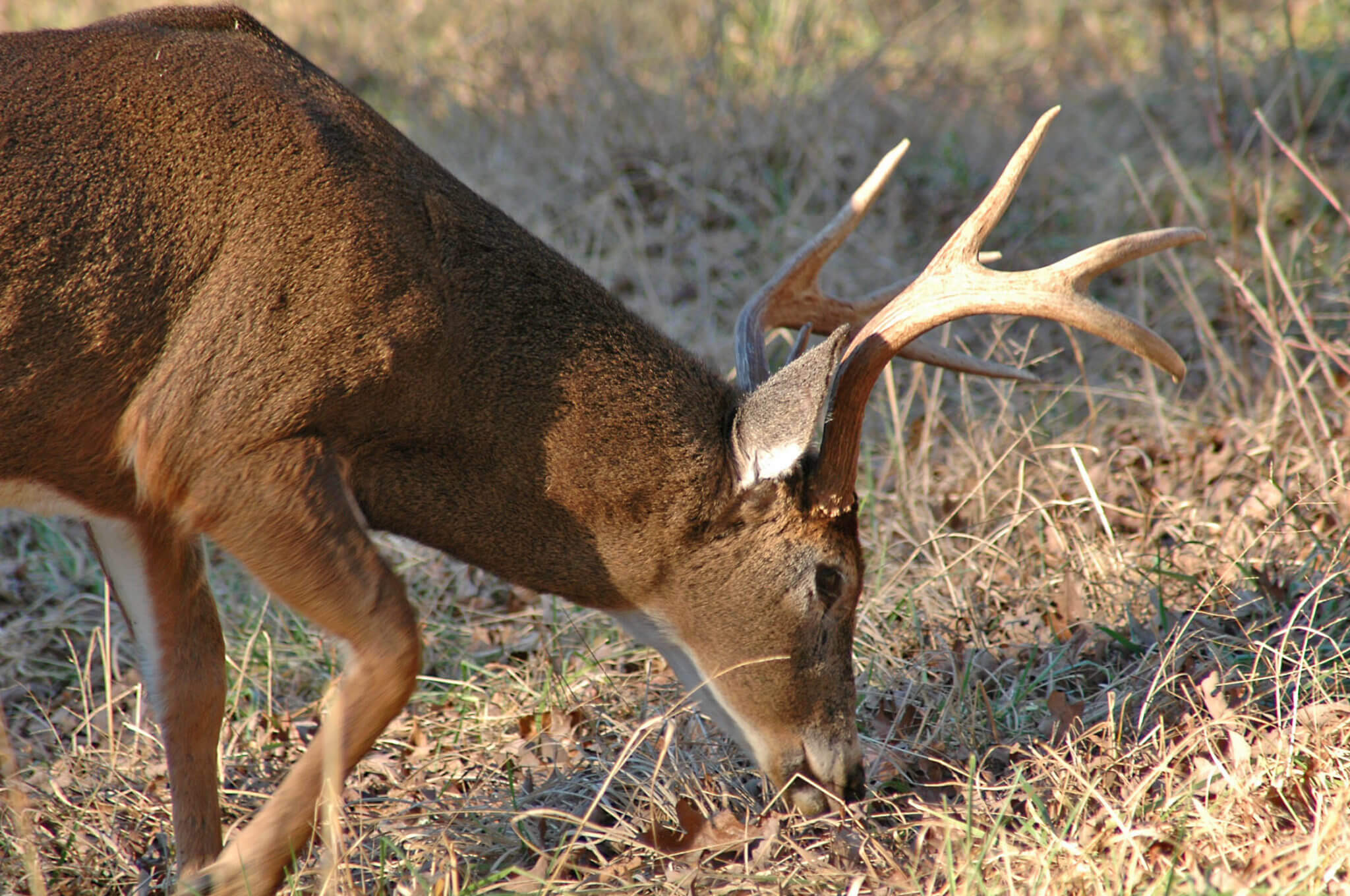 Mossy Oak Pro Alan Benton Shares His Deer Hunting Secrets Day 2 Mossy Oak Pro Alan Benton Says 2724