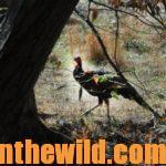 Travis Walton Takes Pandemic Turkey Gobblers Day 1: Why Travis Walton Hunted Public Land Turkeys