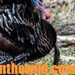 Eastern and Osceola Turkeys Versus Western Turkeys: Differences in Calling and Hunting Them with Ryan Solomon Day 2: Roost Tactics for Western and Eastern Turkeys with Guide Ryan Solomon