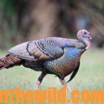 Hunting Public Lands for Turkeys Day 2: Hunting Osceola Turkeys