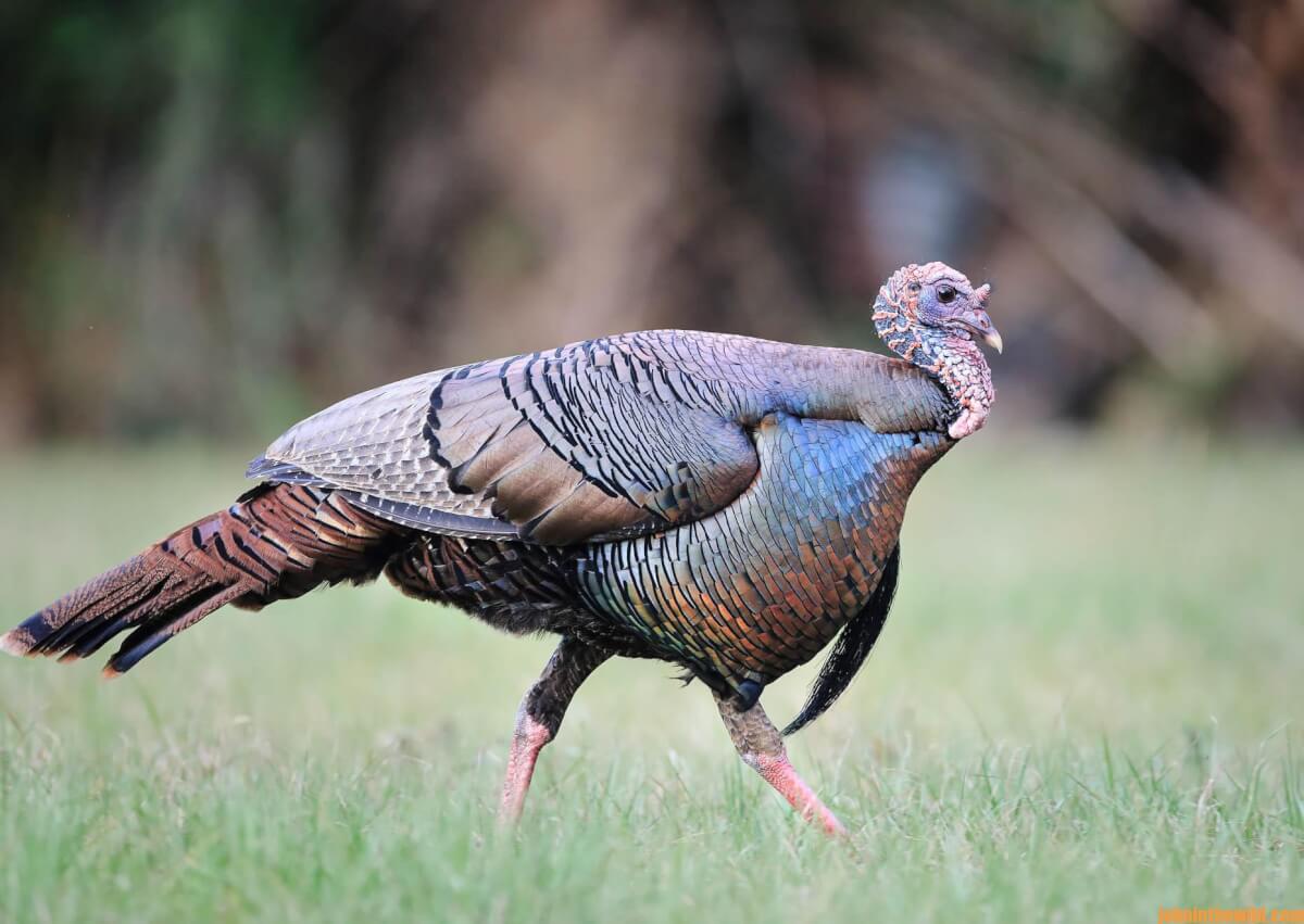 Hunting Public Lands for Turkeys Day 2: Hunting Osceola Turkeys - John