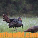 Learn about Deer, Turkeys and a Panther Attack with Guide Jason Cook Day 3: Jason Cook Is Addicted to Hunting Turkeys