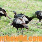 Guide Trey Dorman Tells about His Favorite Turkey Hunts Day 5: The Jefferson Turkey for Tucker with Trey Dorman