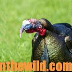 Why and How to Hunt Tough Turkeys and Gobblers You May Miss Day 1: Two Places to Hunt Tough Turkeys