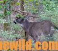Large Buck Deer