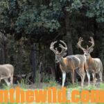 How to Prepare Your Hunting Lands Now for Deer Season Day 5: What about Green Field Plantings for Deer