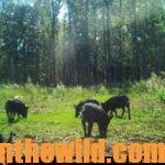 Trade Feral Hogs for Trips with Slade Johnston Day 2: How Slade Johnston Trades Hunting Feral Hogs for Hunting and Fishing Trips