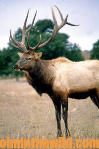 Nice Bull Elk