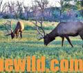 Elk grazing in the field