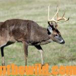 Take the Bowhunter’s Deer Quiz Day 3: Where to Bowhunt Deer