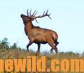 An elk bugling