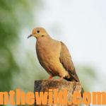 Secrets for Taking More Doves Day 1: Use Proper Gun Position for Doves