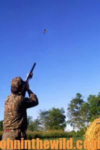 A hunter aims at a dove