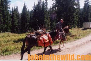 A hunter with two horses packing out an elk