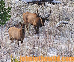 Two elk in the field