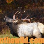 Randy Ulmer Stalks Close to Bowhunt Elk Day 2: Why Stalk in Your Socks