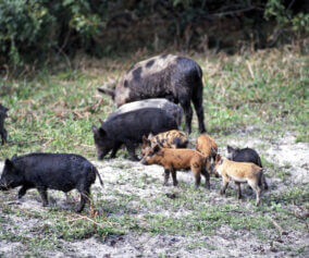 A sounder of wild pigs in the field