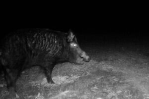 A hog caught on camera at night