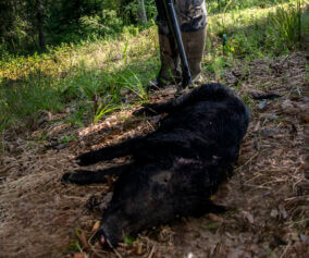 A hunter retrieves his downed pig