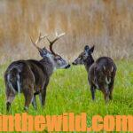 Tips for Taking Big Buck Deer Day 2: Find Scrapes to Locate Deer