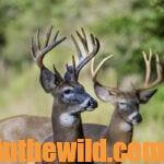 Secrets for Taking Big Buck Deer Day 1: Locate Big, Unknown Buck Deer