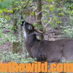 Secrets for Taking Big Buck Deer Day 2: Develop Game Plans – Create Places for Deer