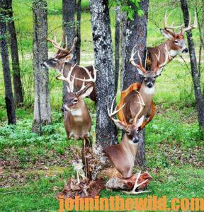 Mounted bucks