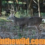 Take Vanished or Forgotten Buck Deer Day 5: Go to Extreme Measures for Deer