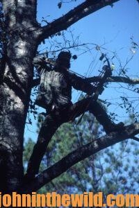 A hunter in a tree