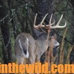 How to Pick a Deer Stand Day 3: Green Field Deer Stand Sites