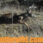 How to Pick a Deer Stand Day 4: Deer Escape Trails