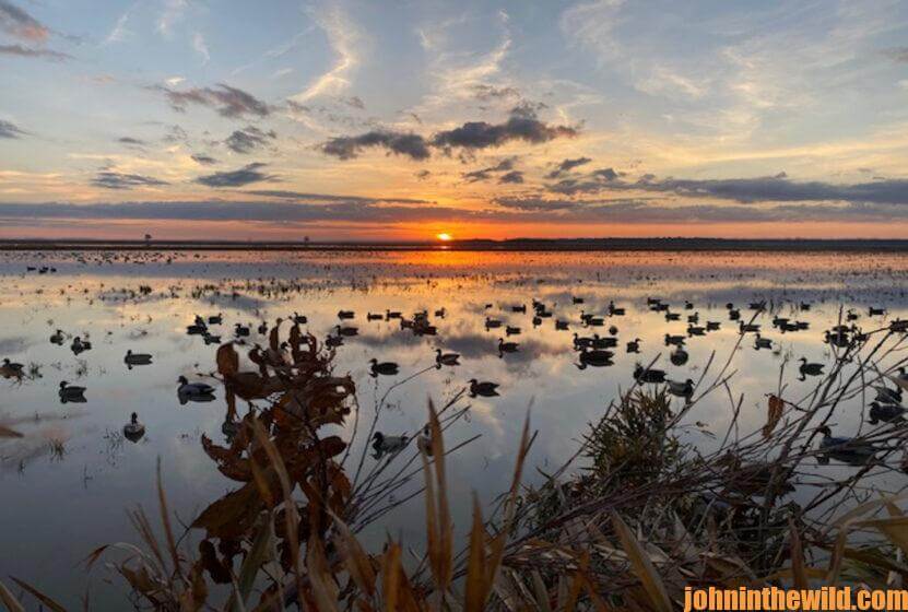 Overlooking a spread of ducks and waterfowl at sunset on the water