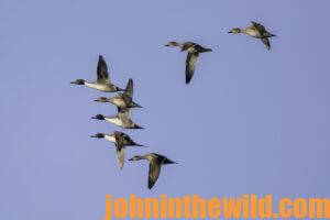 A flock of ducks flies by against a clear blue sky