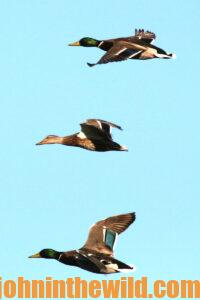 A flock of ducks flies by 
