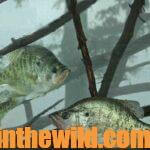 Weigh Crappie Before You Catch Them Day 2: How to Find and Catch the Biggest Crappie