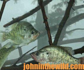 A couple of crappie in the water