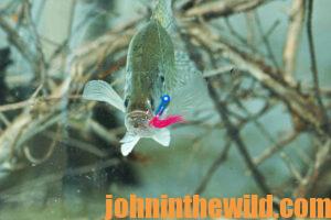 A crappie swims up to a lure