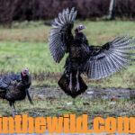 “How to Set Up on Gobbling Turkeys” Day 3: How to Hunt a Turkey Across the Water