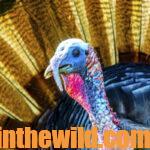 “How to Set Up on Gobbling Turkeys” Day 5: How to Set Up for Hung Up Turkeys
