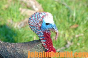 Up close look at a turkey's bright coloration