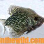 Tony Adams Fishes for Springtime Crappie Day 5: What Structure Tony Adams Fishes for Spring Crappie