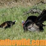 Fred Darty – The Trophy Turkey Hunter Day 1: How to Hunt a Trophy Turkey