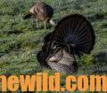 A gobbler and a hen in the field